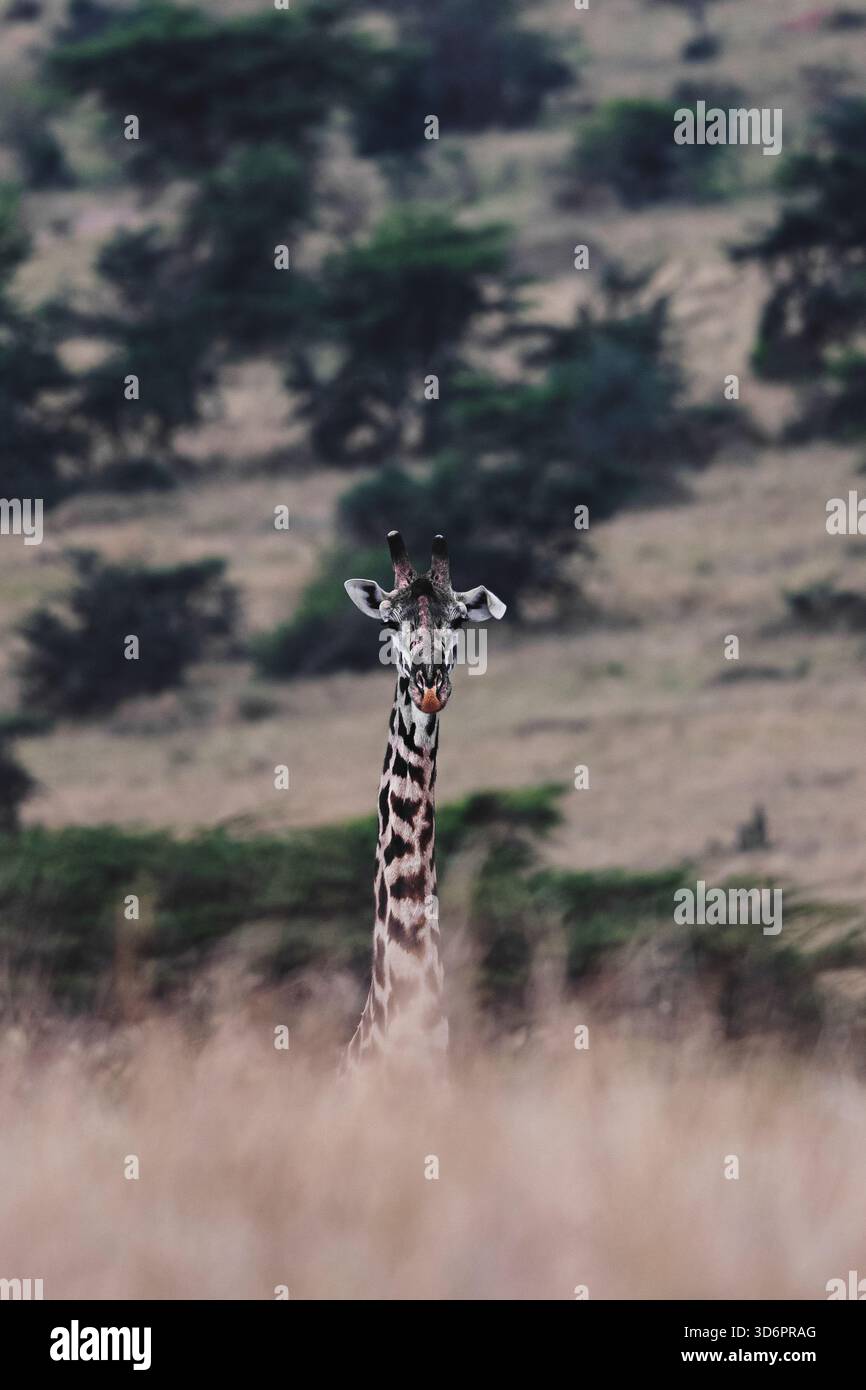 Eindrucksvolle Tierfotografie mit afrikanischen Giraffen in Tansania. Auf Safari durch die Savannen sind diese Kunstbilder mit dem Elch zu sehen Stockfoto