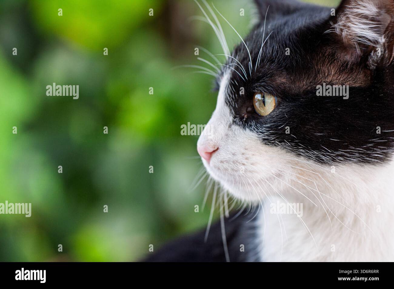 Die Nahaufnahme einer schwarz-weißen Katze hebt ihr markantes Auge und ihre Schnurrhaare vor einem glatten grünen, verschwommenen Hintergrund hervor und schafft eine ruhige Atmosphäre Stockfoto