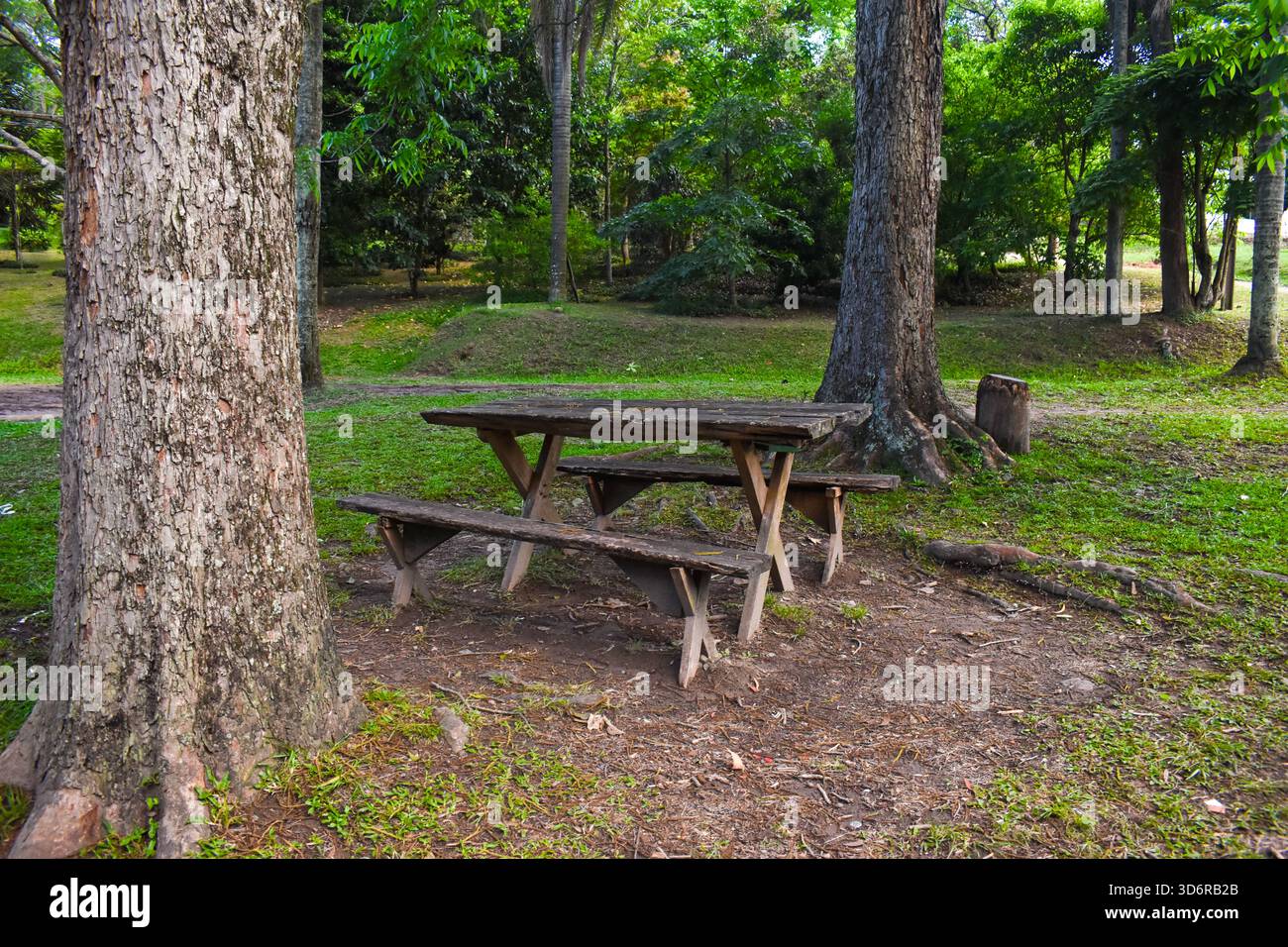 Picknicktisch im Green Park – Holzbank, Gras und Bäume im Freien Stockfoto