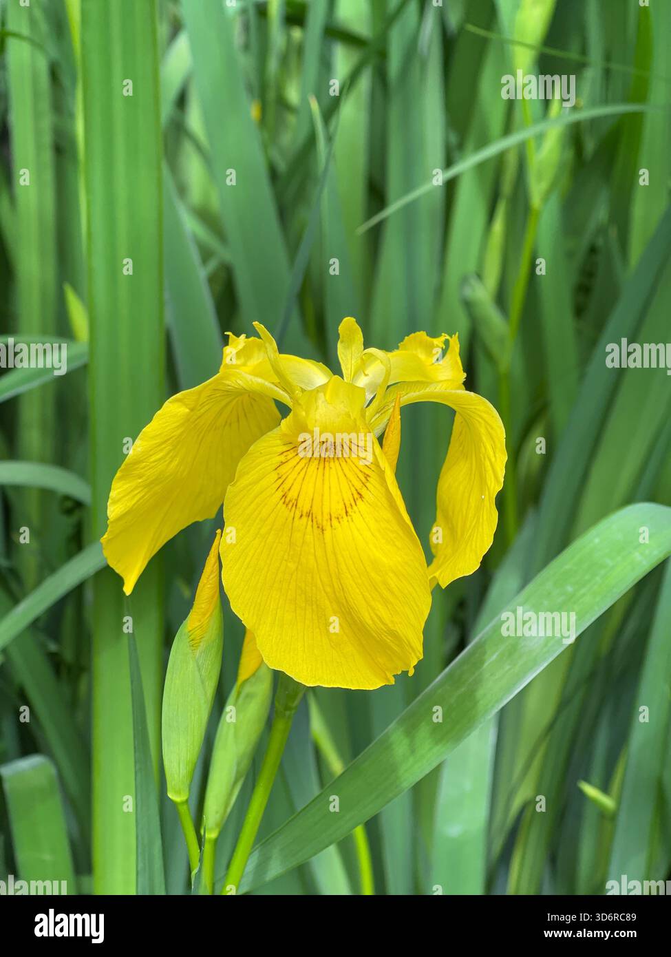 Sonnenschein in Blütenblättern – im Central Park blüht eine gelbe Iris. - Smartphone-aufgenommenes Stockfoto