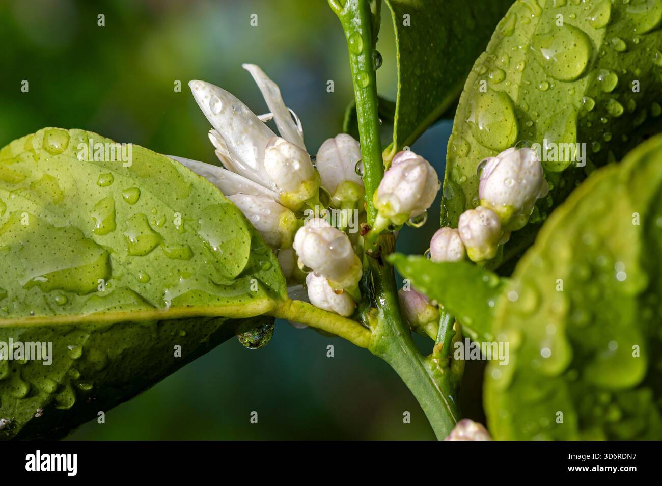 Feuchte Zitronenblüten und Früchte. Stockfoto