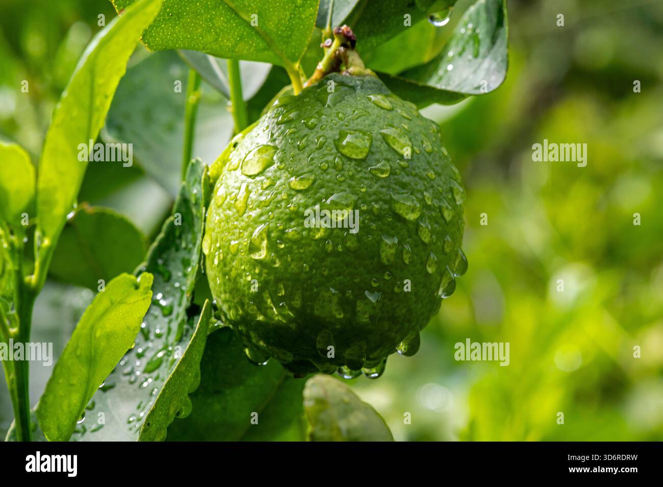 Feuchte Zitronenblüten und Früchte. Stockfoto