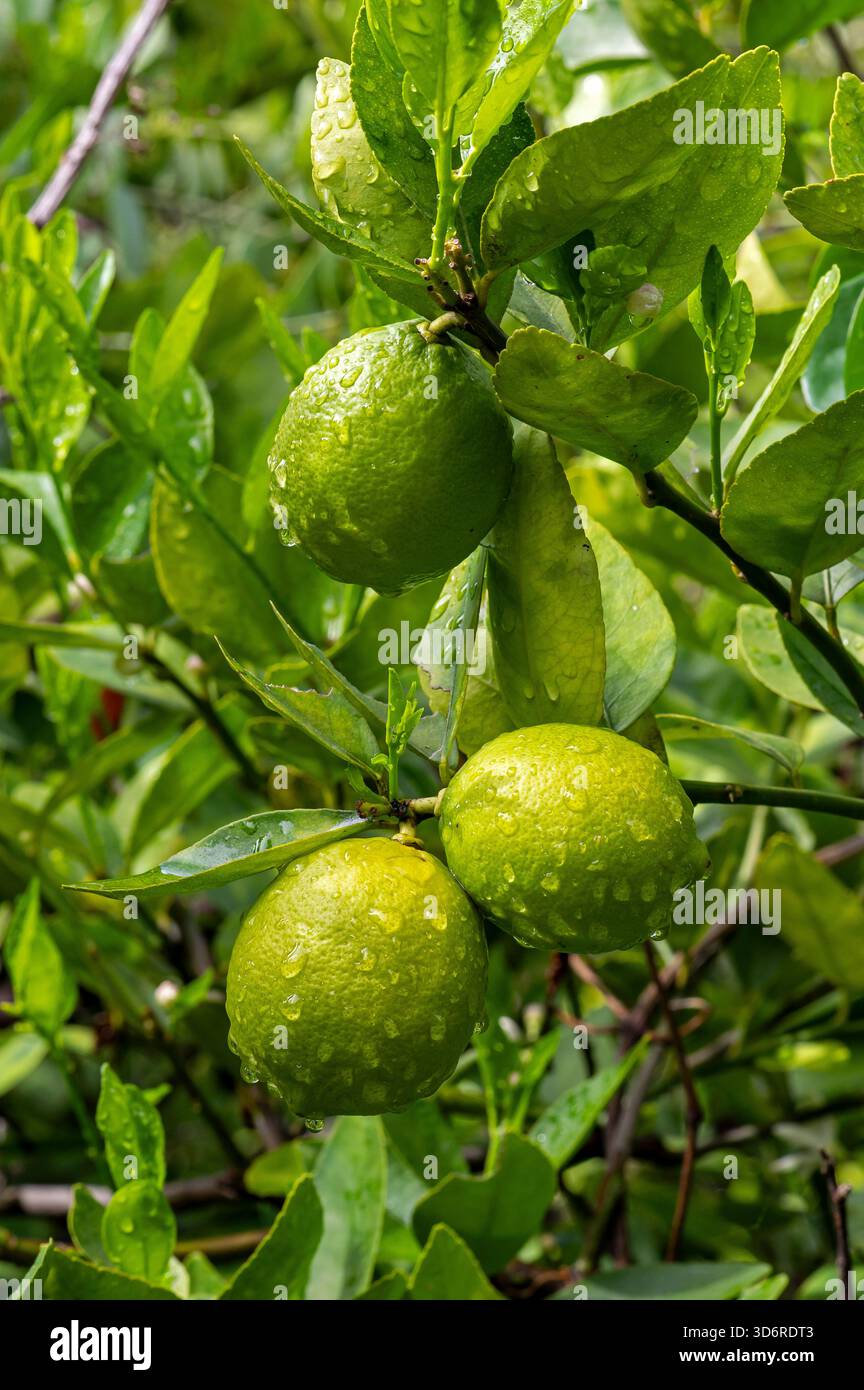 Feuchte Zitronenblüten und Früchte. Stockfoto