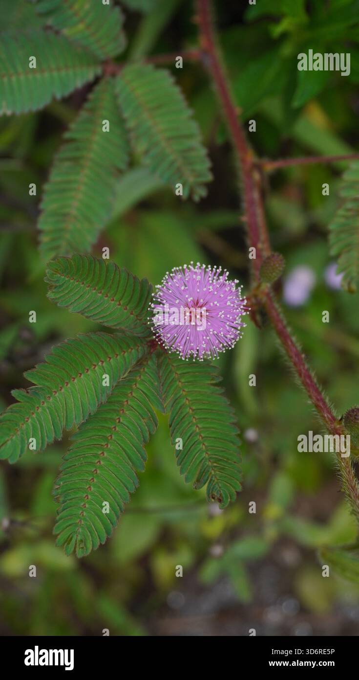 Mimosa pudica, allgemein bekannt als die empfindliche Pflanze Stockfoto