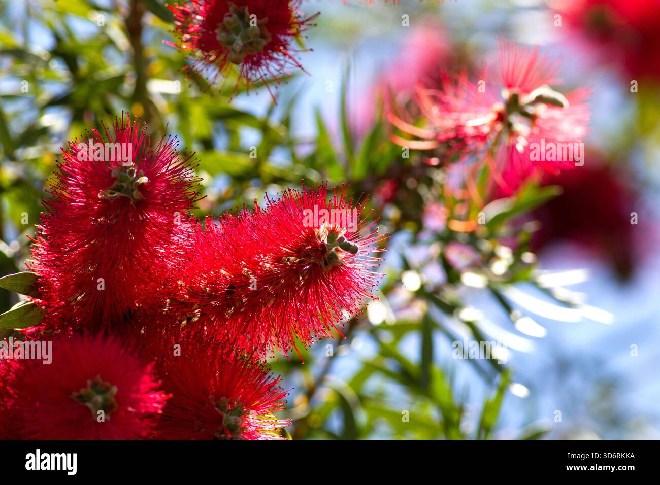 Bienenfütterung auf dem Nektar einer einheimischen australischen Flaschenbürste an einem sonnigen Frühlingstag. Stockfoto