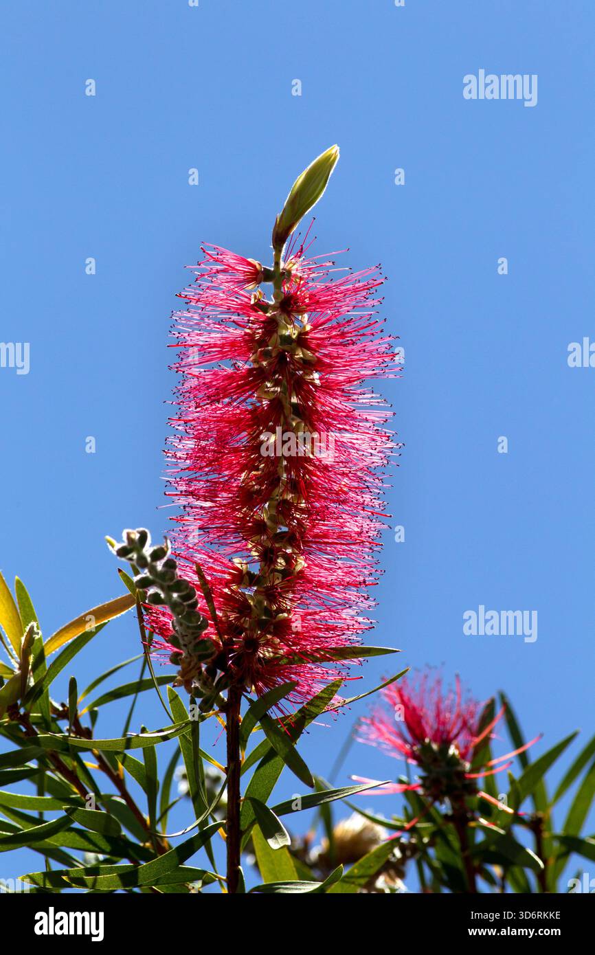 Bienenfütterung auf dem Nektar einer einheimischen australischen Flaschenbürste an einem sonnigen Frühlingstag. Stockfoto