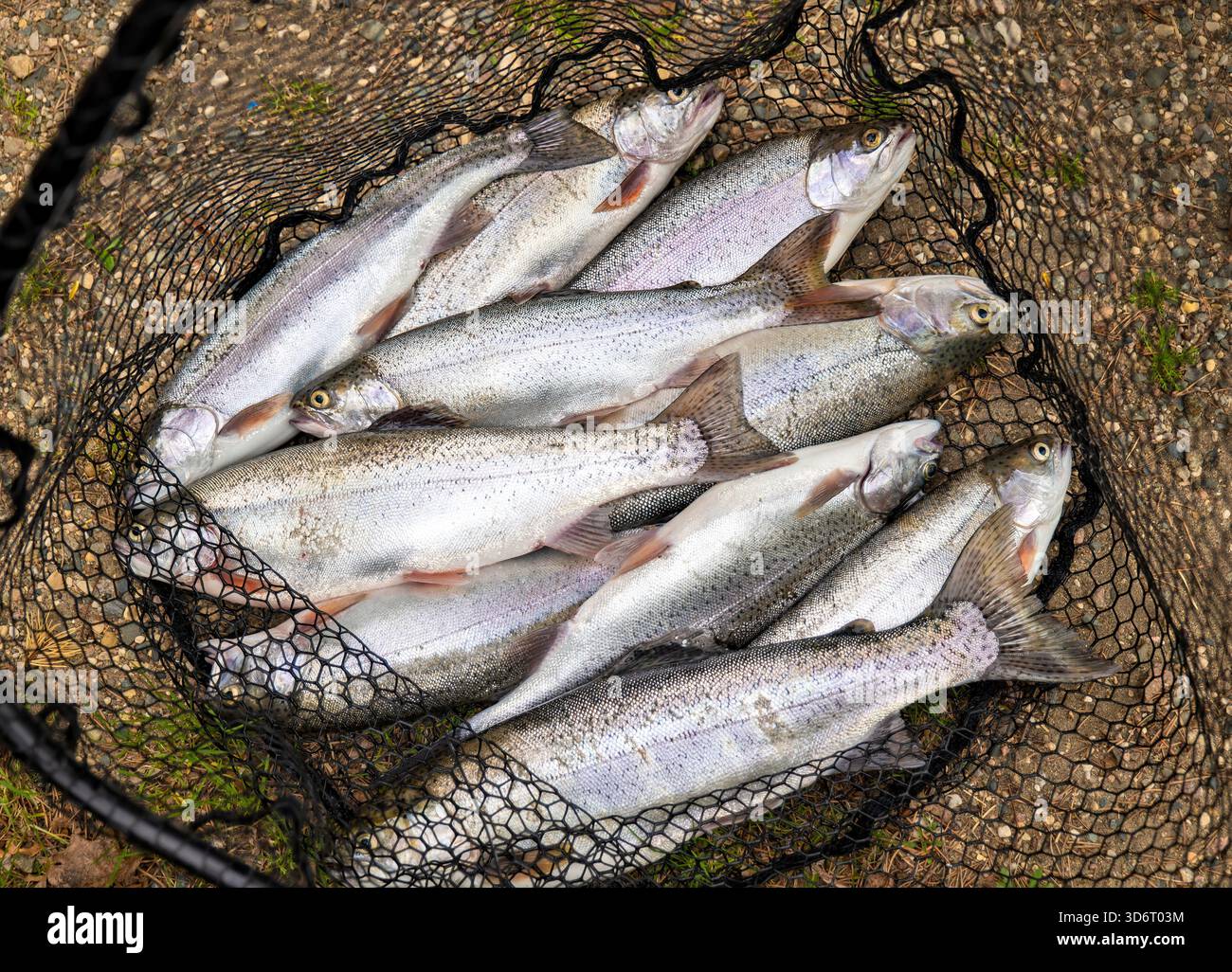 Regenbogenforellen, Oncorhynchus mykiss, gefangen auf einem unberührten Minnesota See, in einem Landenetz, bereit zur Reinigung. Zehn Fische. Stockfoto