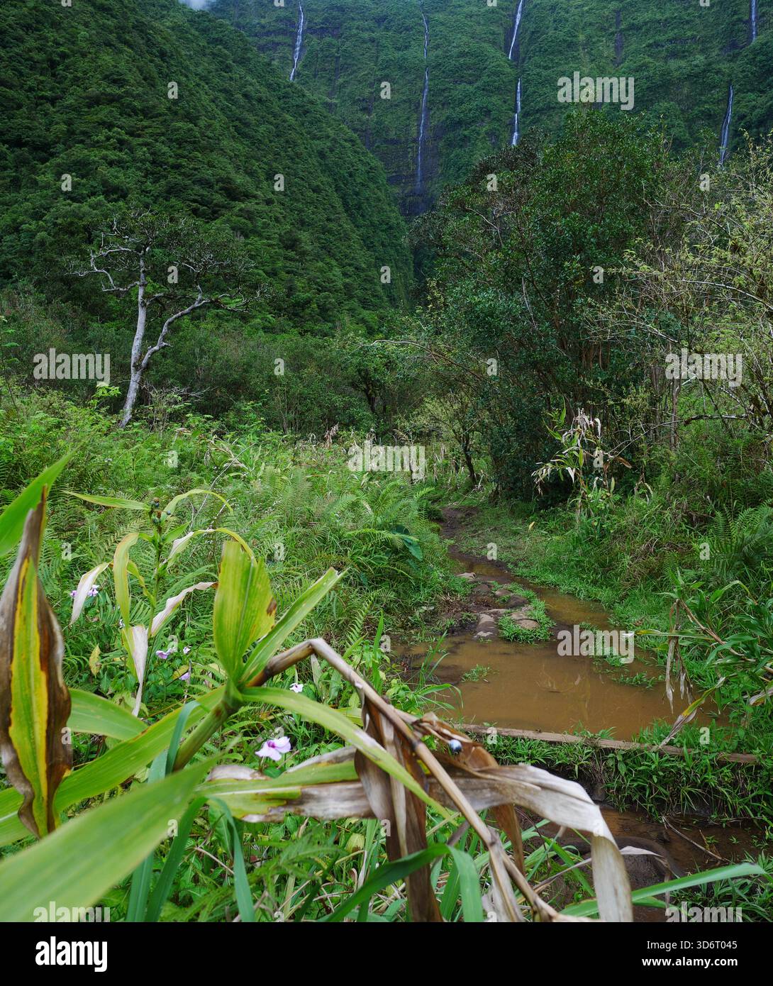 Hintergrund der grünen Natur Stockfoto