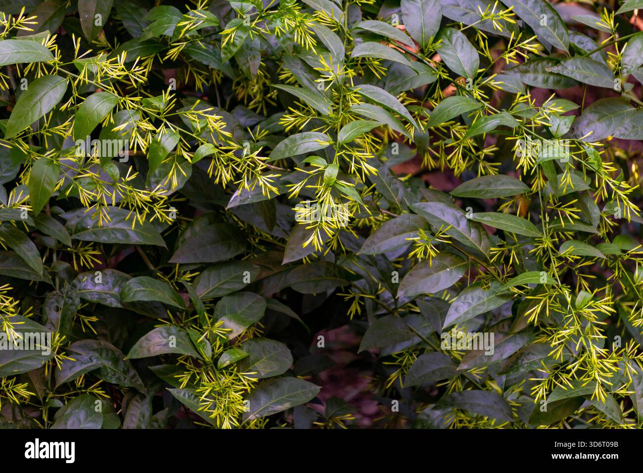 Frische Knospen von nachtblühendem Jasmin (Cestrum nocturnum) wachsen natürlich in einem indischen Bio-Garten. Raat Ki Raani. Stockfoto