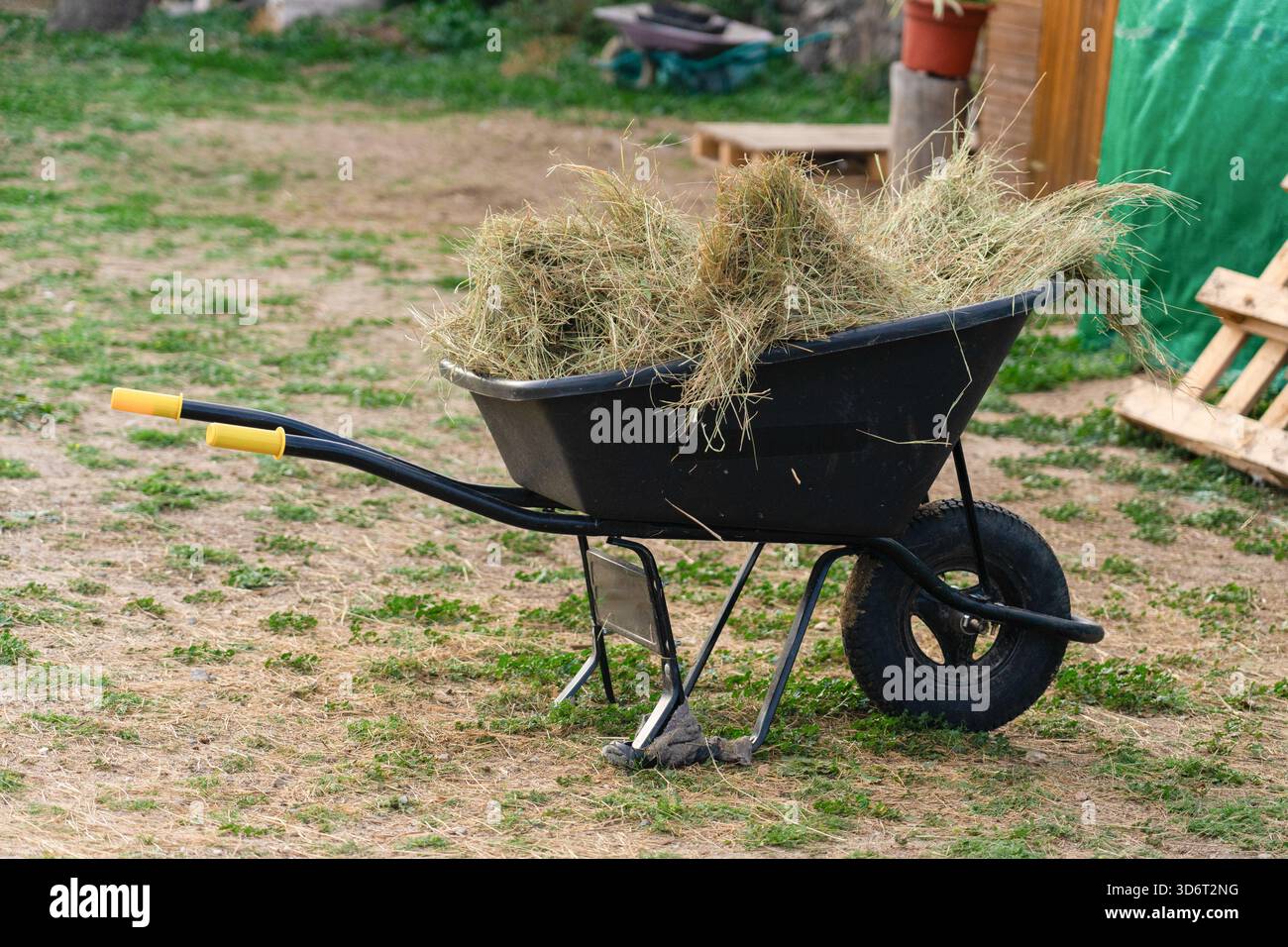 Schubkarre gefüllt mit trockenem Gras und Stroh in einem ländlichen Garten Stockfoto