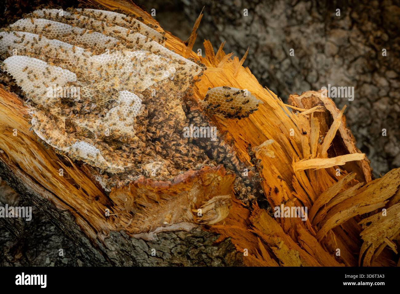 Bei der Fahrt durch einen afrikanischen Wald bemerkte mein Reiseleiter diesen natürlichen Bienenstock hoch oben in den Bäumen. Stockfoto