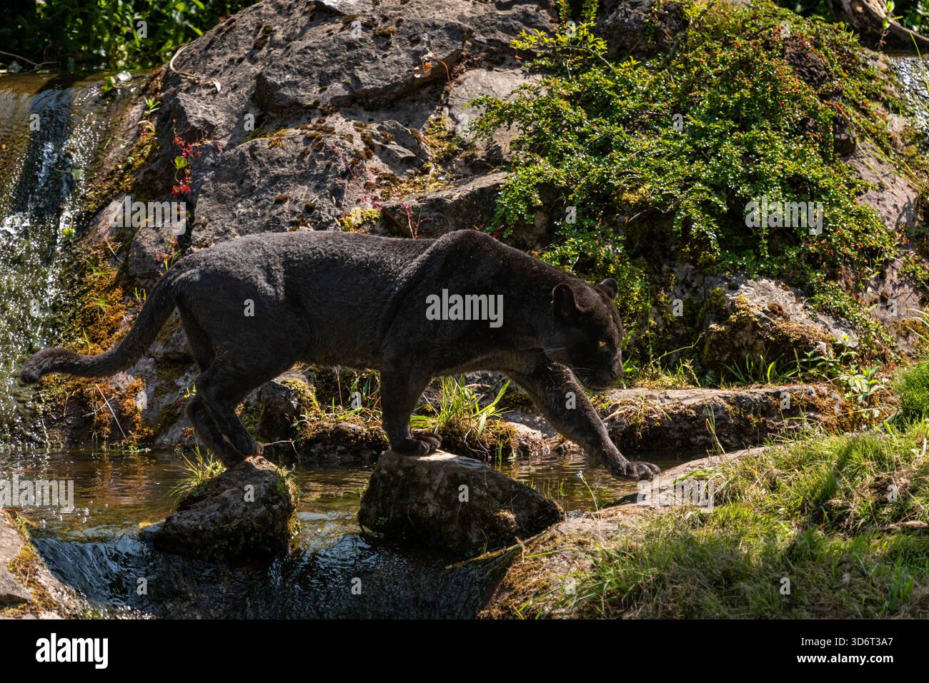 Die vielleicht schwierigste der großen Katzen, die man in freier Wildbahn fotografieren kann. Wenn sie genug Platz im Zoo haben, können sie ihre Magie wunderschön zeigen Stockfoto