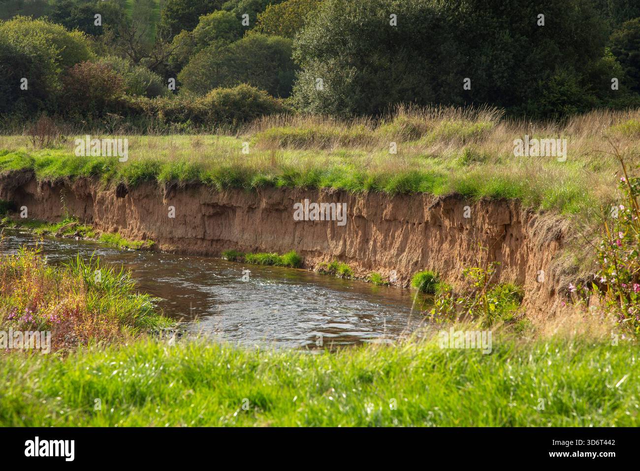 Löcher, die Sand Martins als Nester gemacht hat, Nistplätze in einer Sandbank an einer Kurve des River Otter bei Harpford, Devon. Löcher verschachteln Stockfoto