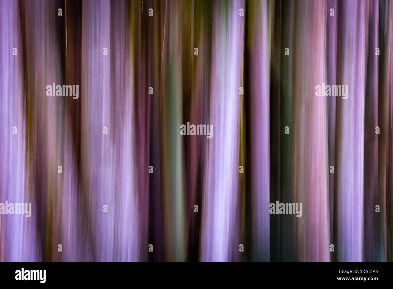 Der botanische Garten von Durban ist für Besucher ein seltenes Vergnügen: Ein Regenbogenbaum. Meine Sammlung enthält ein paar Bilder der leuchtenden Farben der dünnen Rinde. Stockfoto