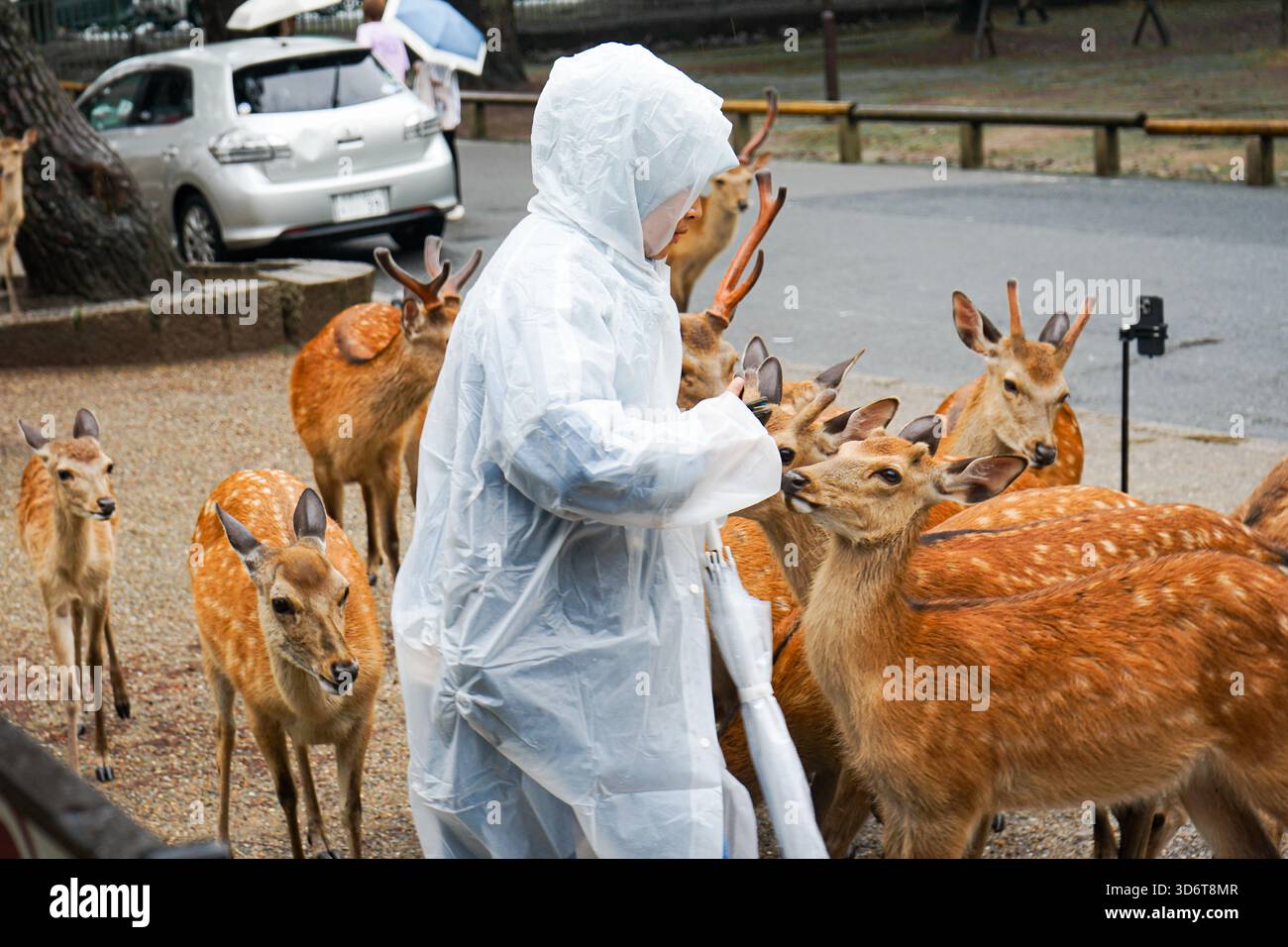 Touristen in einem Regenponcho ziehen sich von einer Gruppe aggressiver Hirsche weg, während sie sich um sie herum für Essen im berühmten Nara Park in Nara, Japan, drängen Stockfoto