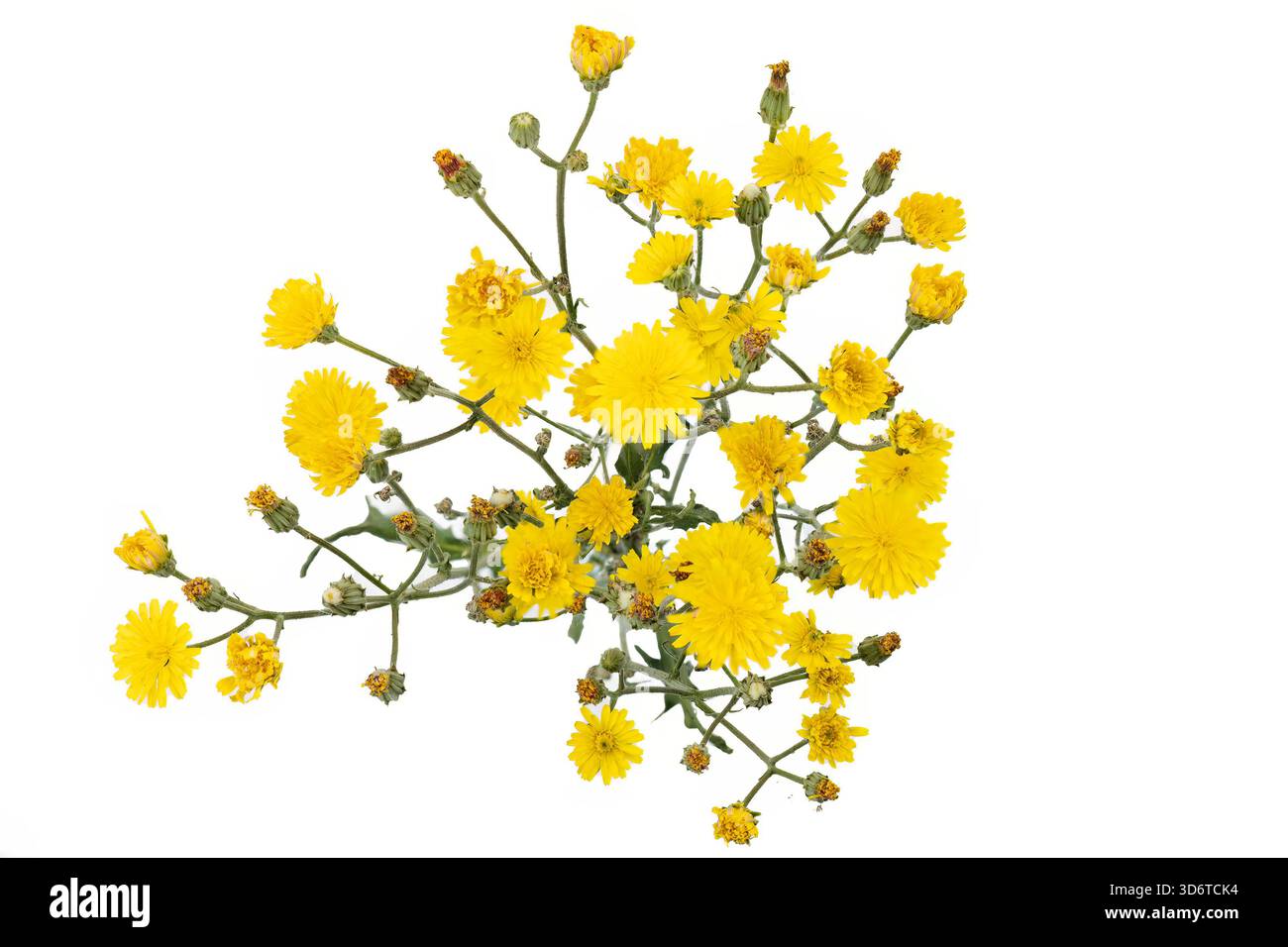 Ochsenzunge gelbe Verbundblumen Picris Hieracioides isoliert auf weiß Stockfoto