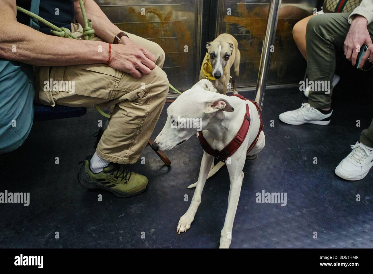 Greyhound-Hunde reisen in der Pariser Metro, genießen das urbane Abenteuer mit ihren Besitzern, Paris, Frankreich Stockfoto