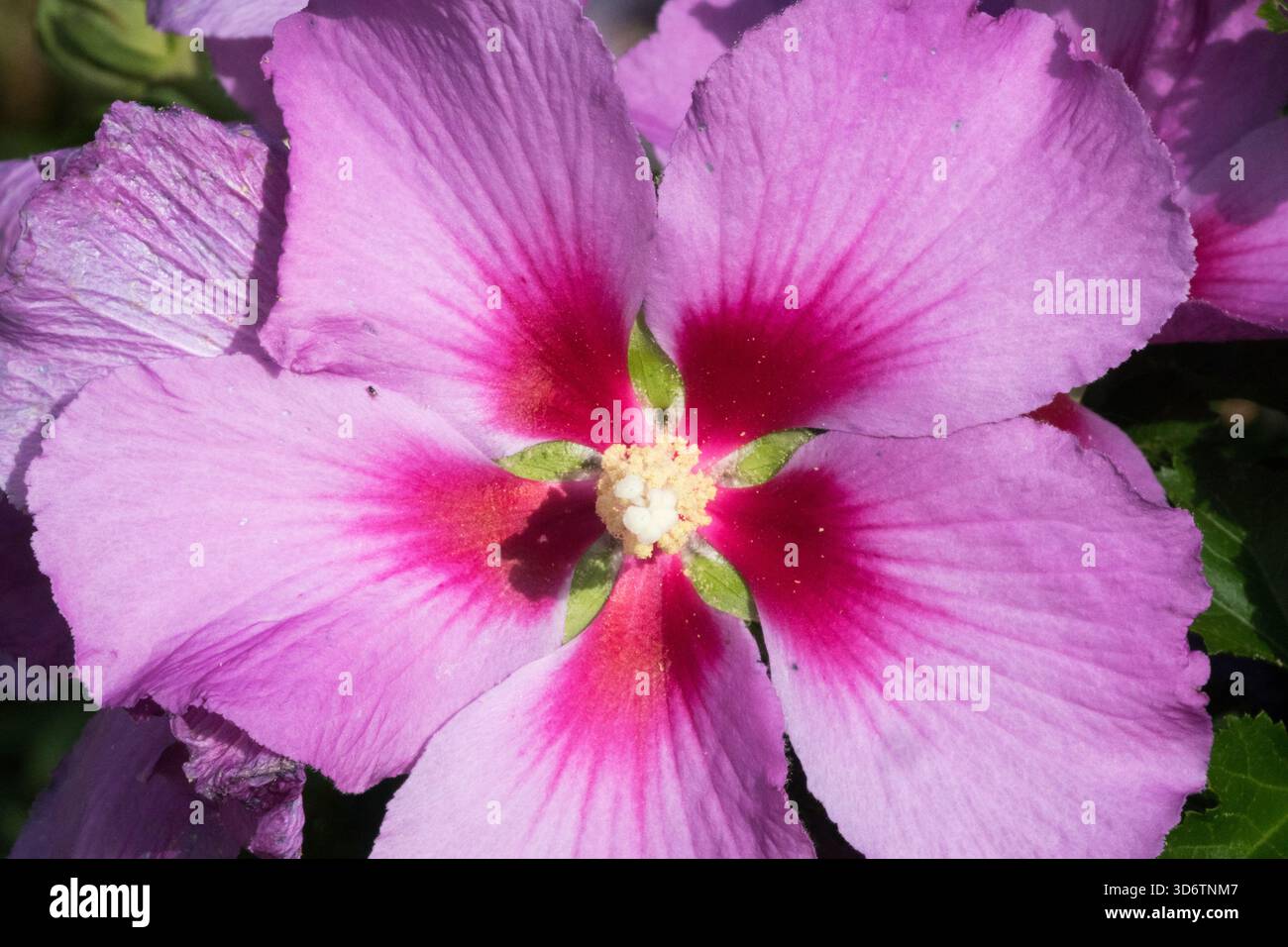 Hybiscus syriacus Rose Moon Stockfoto