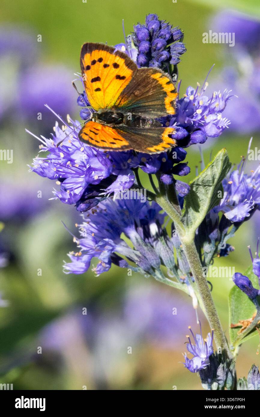 Kleiner Kupferfalter Lycaena phlaeas, der sich auf der Blume Caryopteris x clandonensis 'Kew Blue' im frühen Herbst saugt Nectar-September-Tier Stockfoto