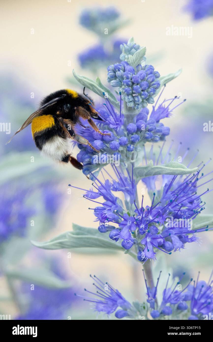 Große Hummel auf Blume, Bombus terrestris Caryopteris Insekt auf Blüte Stockfoto
