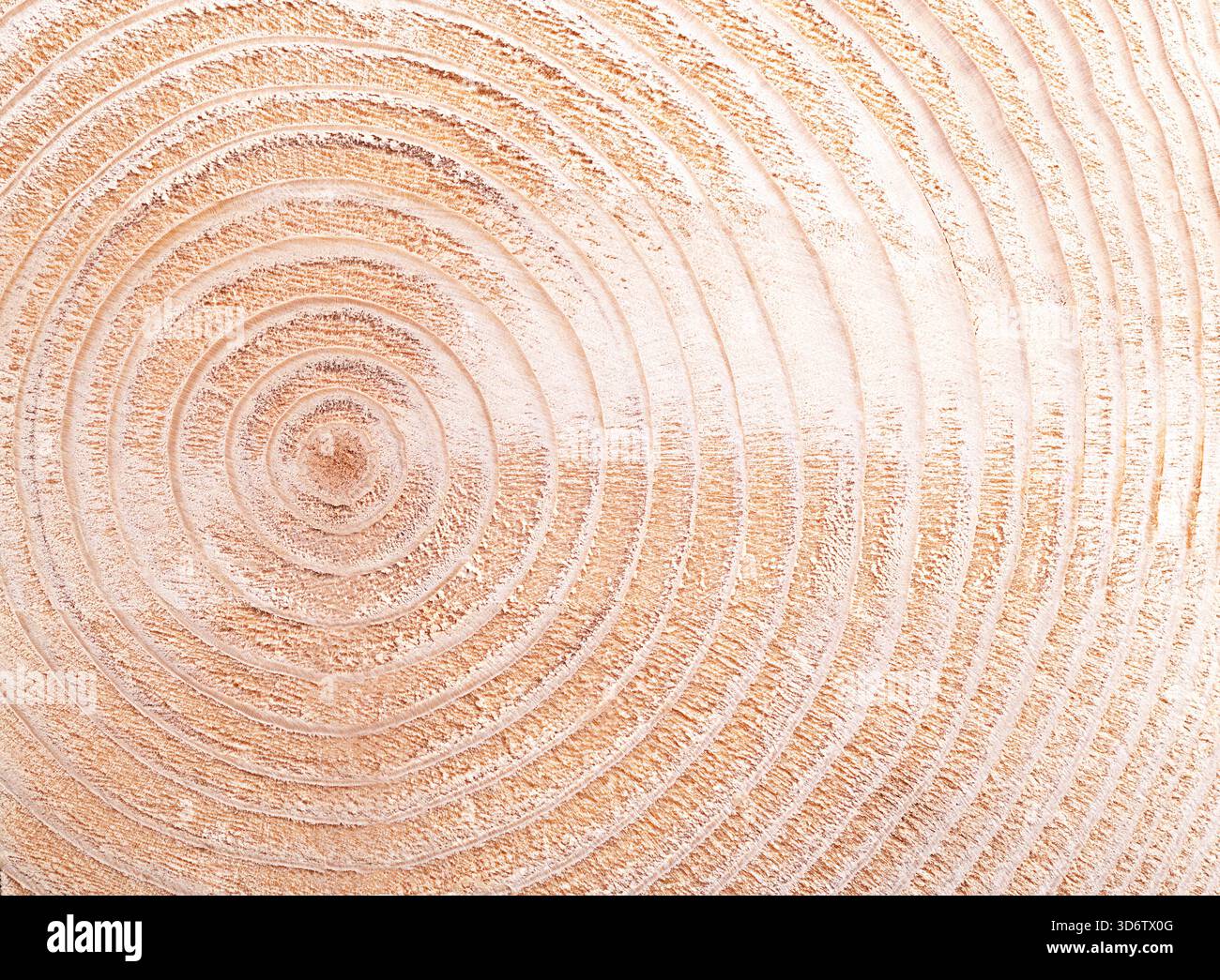 Wachstumsringe eines Fichtenbaums, horizontaler Querschnitt, geschnitten durch den getrockneten Stamm eines Fichtenbaums Picea abies, mit Jahresringen oder Baumringen. Stockfoto