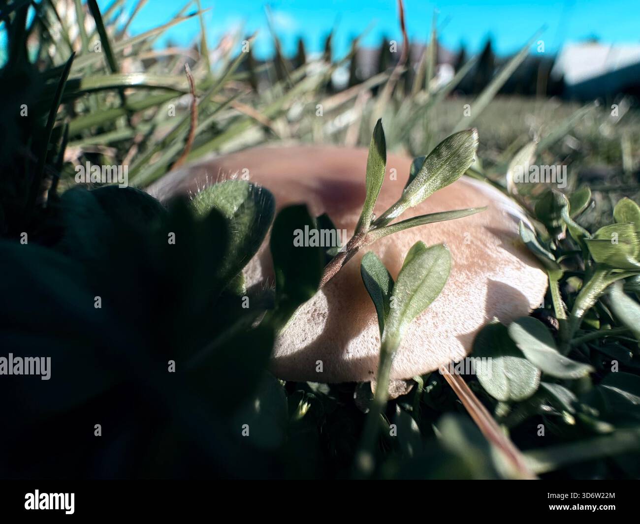 Pilz mit hellbrauner Kappe, die im Gras wächst, aus niedrigem Winkel fotografiert mit blauem Himmel Hintergrund. Stockfoto