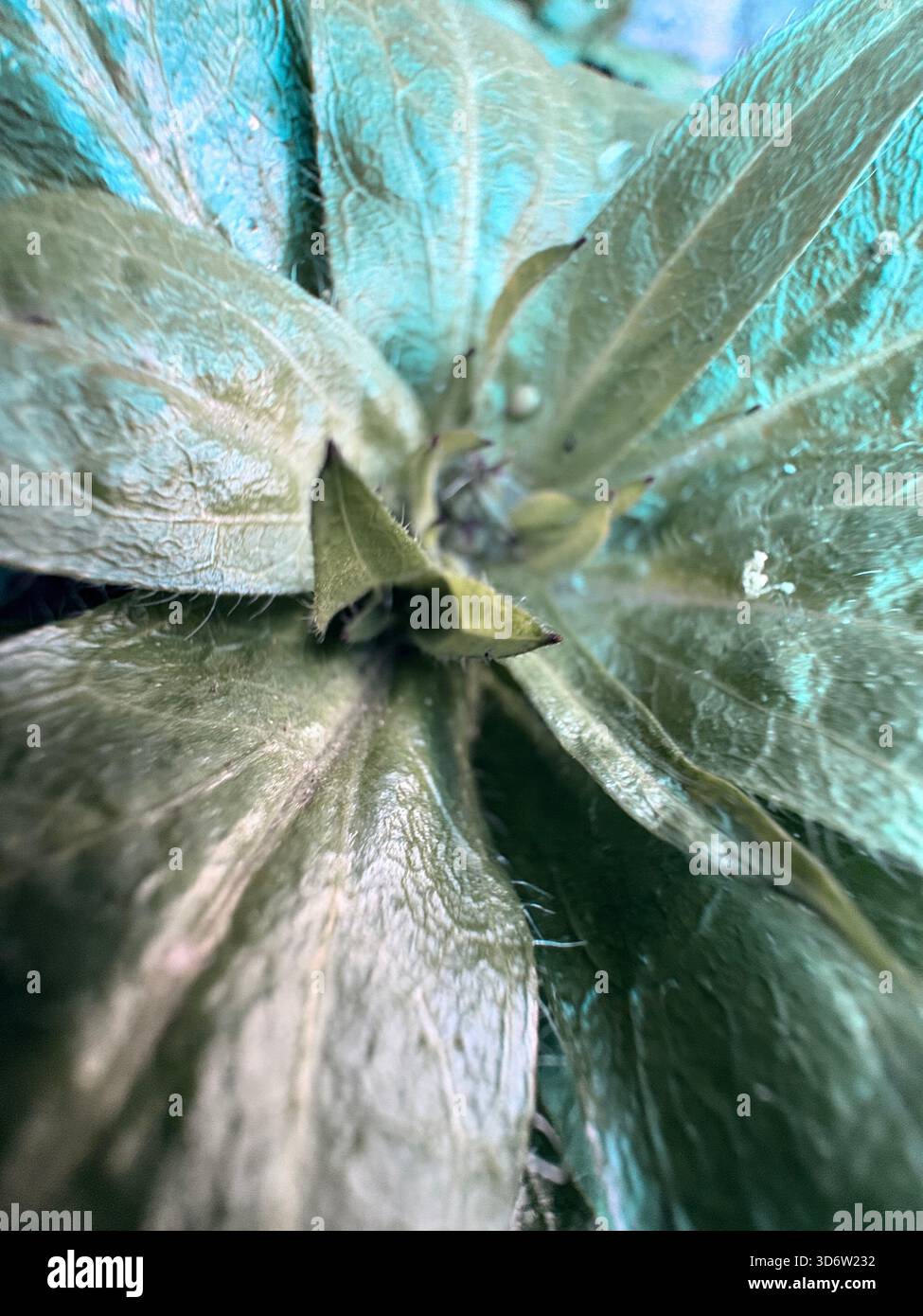 Grüne, unscharfe Blätter mit zentralen Knospen unter bläulicher Beleuchtung, Nahaufnahme des Pflanzenwachstums. - Smartphone-aufgenommenes Stockfoto