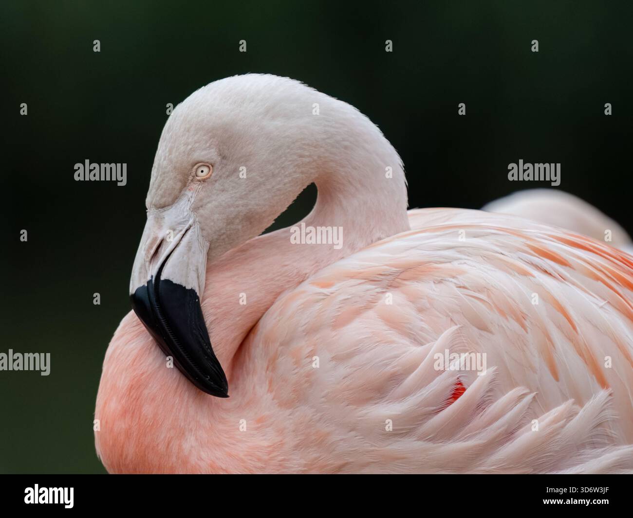 Flamingo Stockfoto