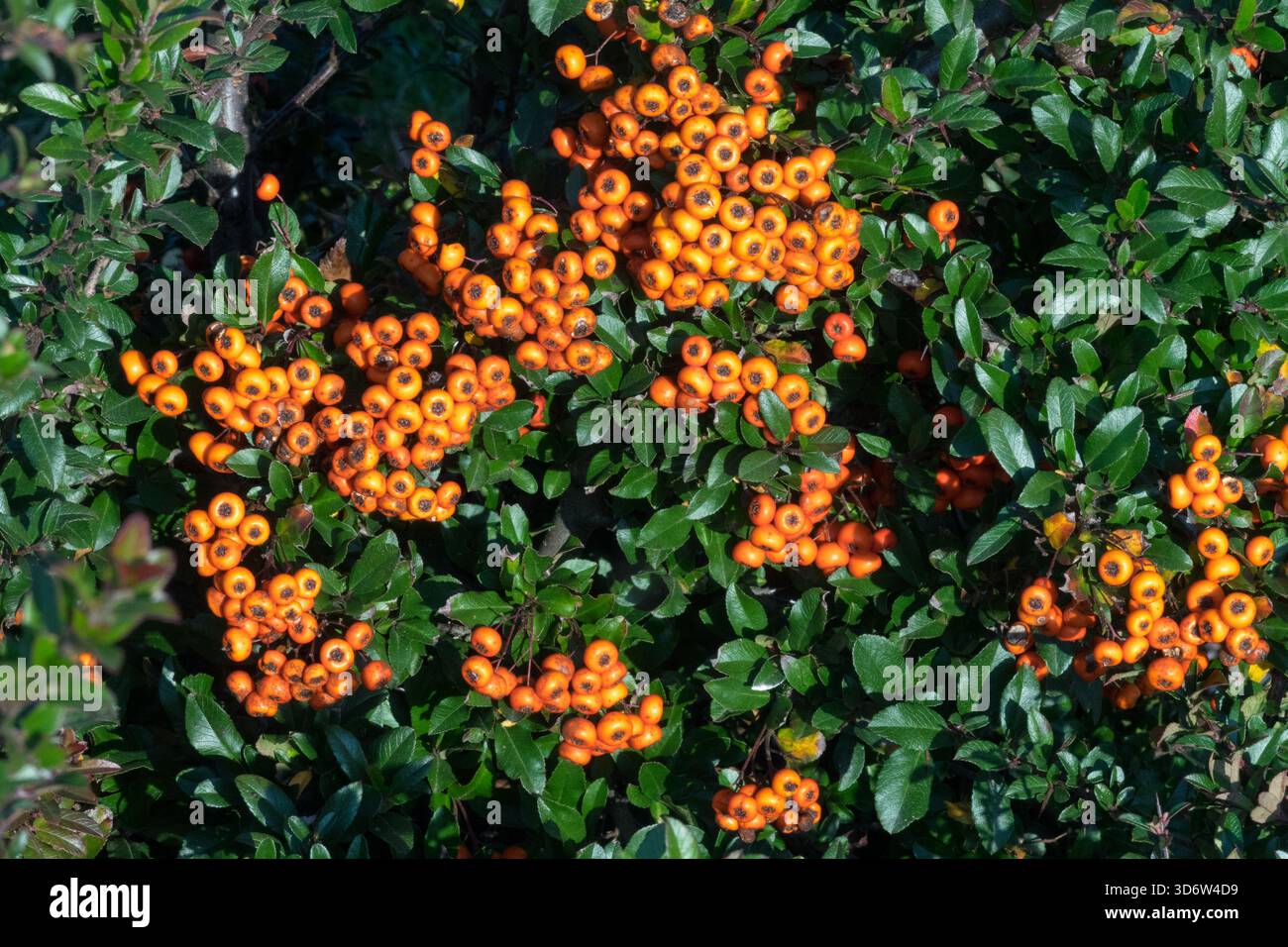 Feuerdorn Pyracantha coccinea 'Nana' Orangenbeeren Stockfotografie - Alamy