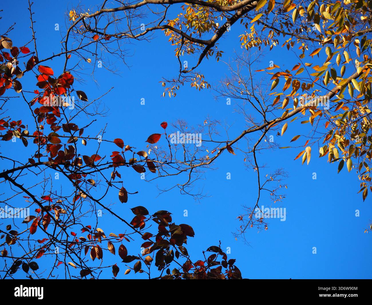 Herbstbaumzweige mit roten und gelben Blättern vor dem klaren blauen Novemberhimmel in Tokio Stockfoto