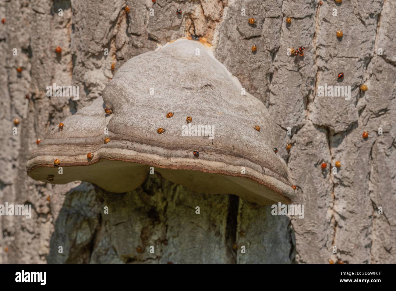Pilze wachsen auf Rinde von alten Bäumen im grünen Wald. Die Sonne scheint durch die Blätter und schafft eine friedliche Atmosphäre. Invasion asiatischer Marienkäfer. Bas Rhin, Elsass, Frankreich, Europa. Stockfoto