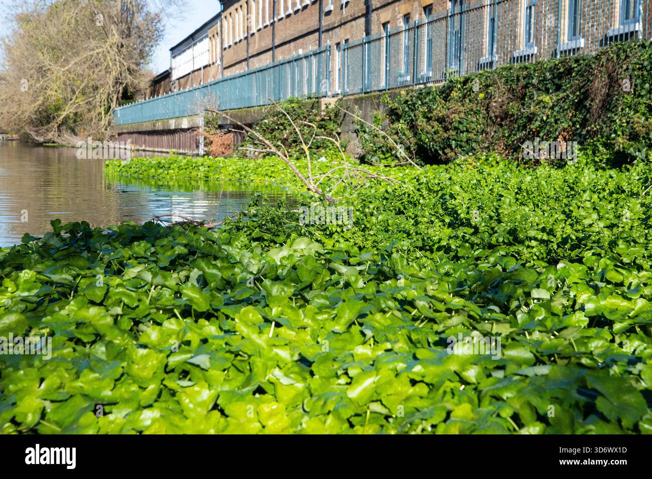 Schwimmendes Pennykraut auf dem Fluss Lea in der Nähe von Enfield Lock, nahe der Government Row und Enfield Island Village, das invasives Pflanzenwachstum auf dem Wasser zeigt. Stockfoto