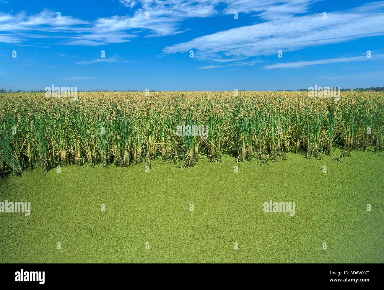 Italien Emilia Romagna Reisfeld Stockfoto