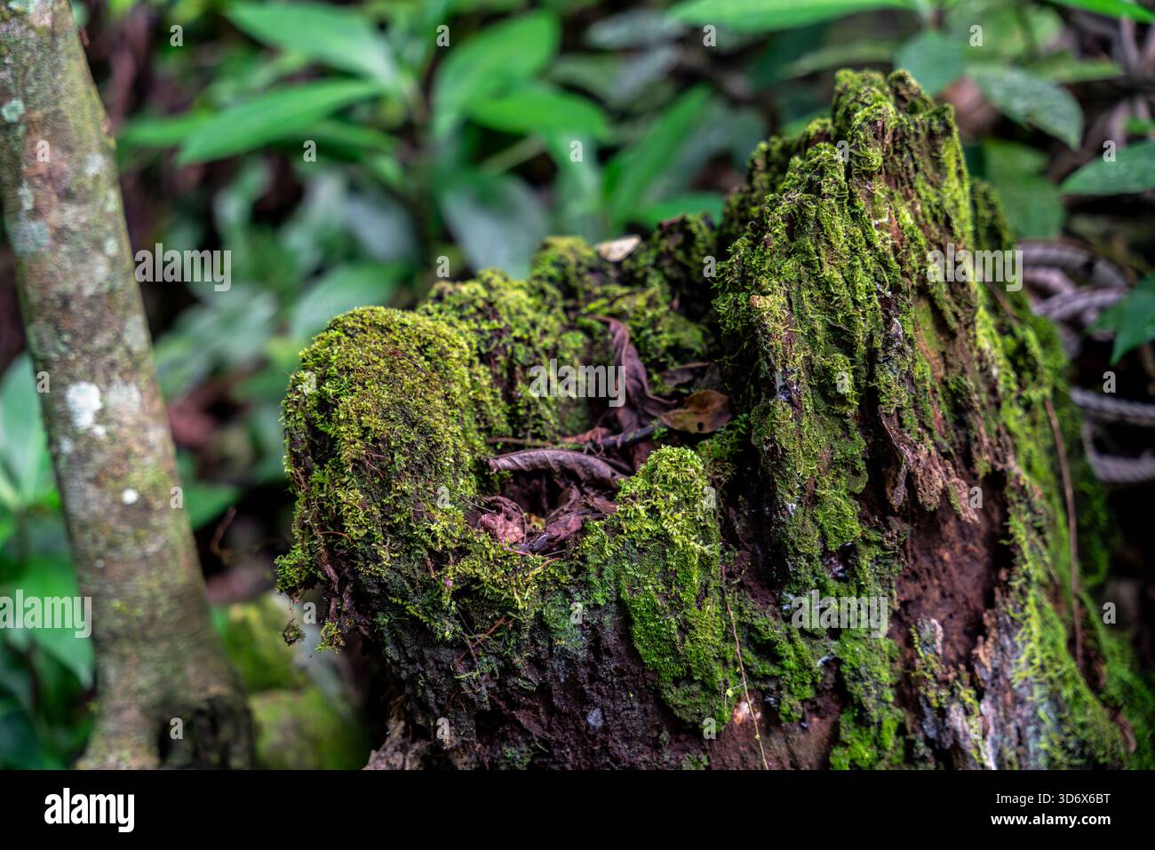 Moosbedeckte Baumstümpfe mit natürlichen Texturen, Feuchtigkeit und grüner Vegetation im Regenwald von Peru, die organischen Verfall und tropische Flora zeigen. Stockfoto