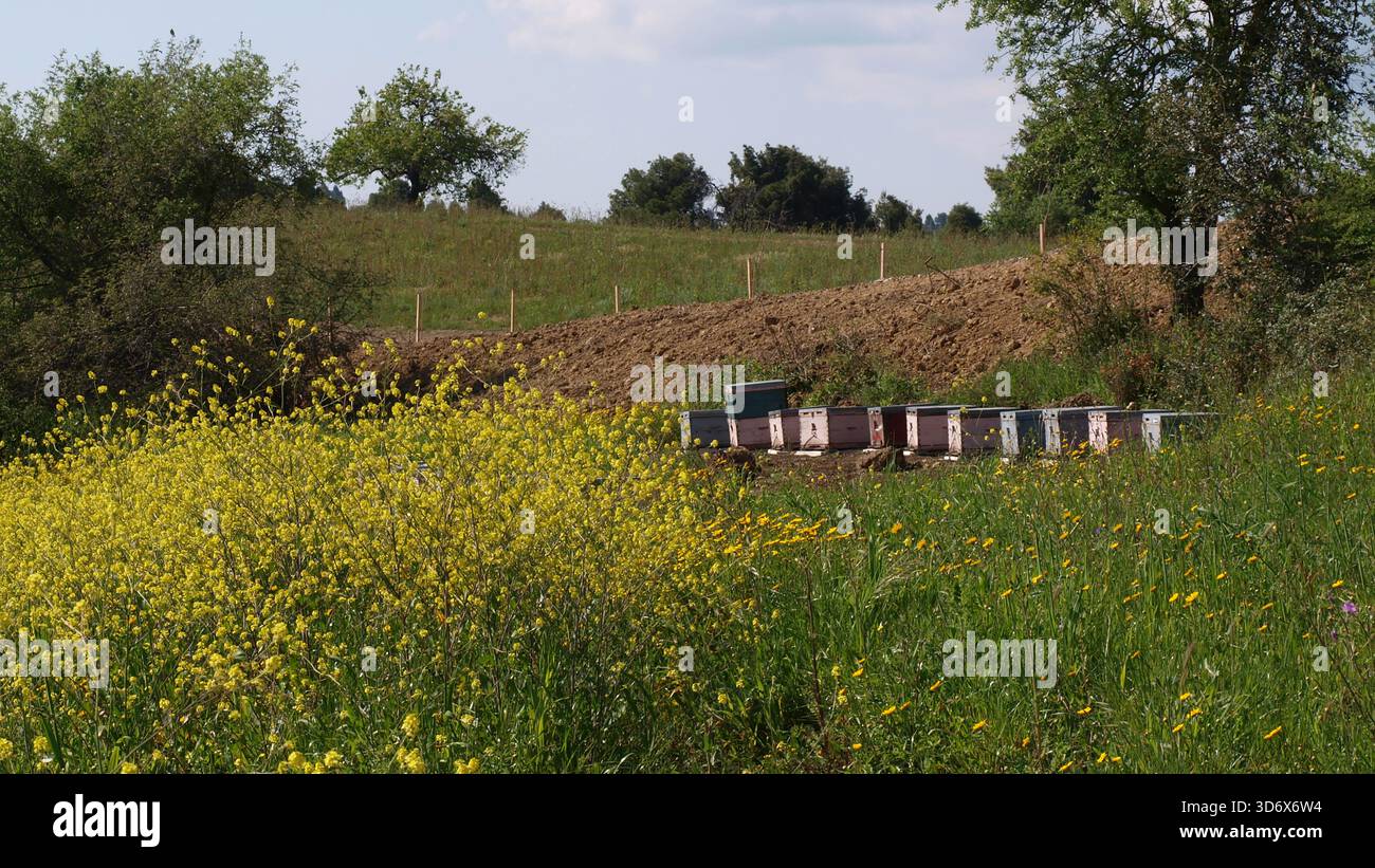 Bienenstöcke auf dem Feld Stockfoto