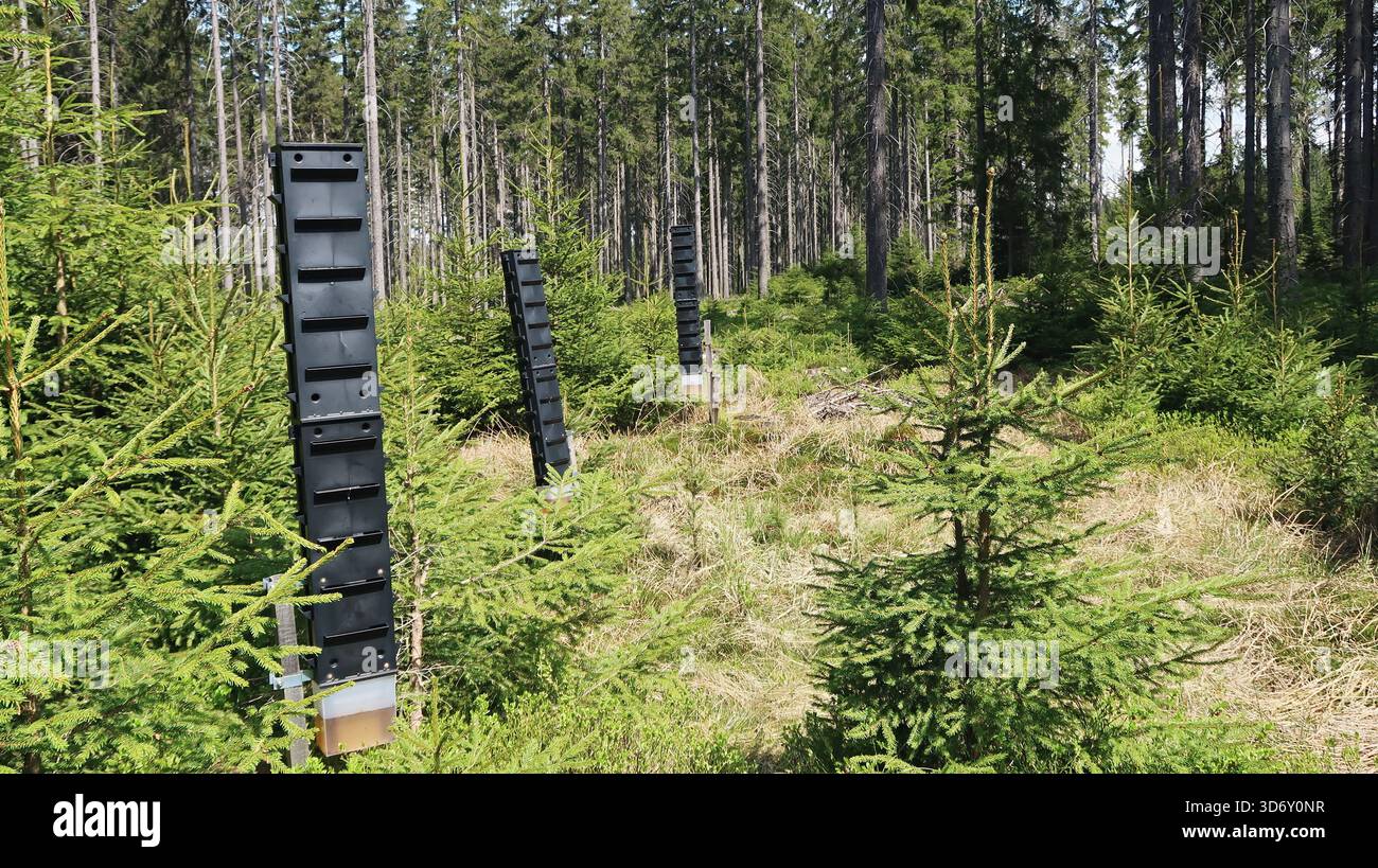 Pheromonalfalle, Rindenkäfer-Schutz im Wald Stockfoto