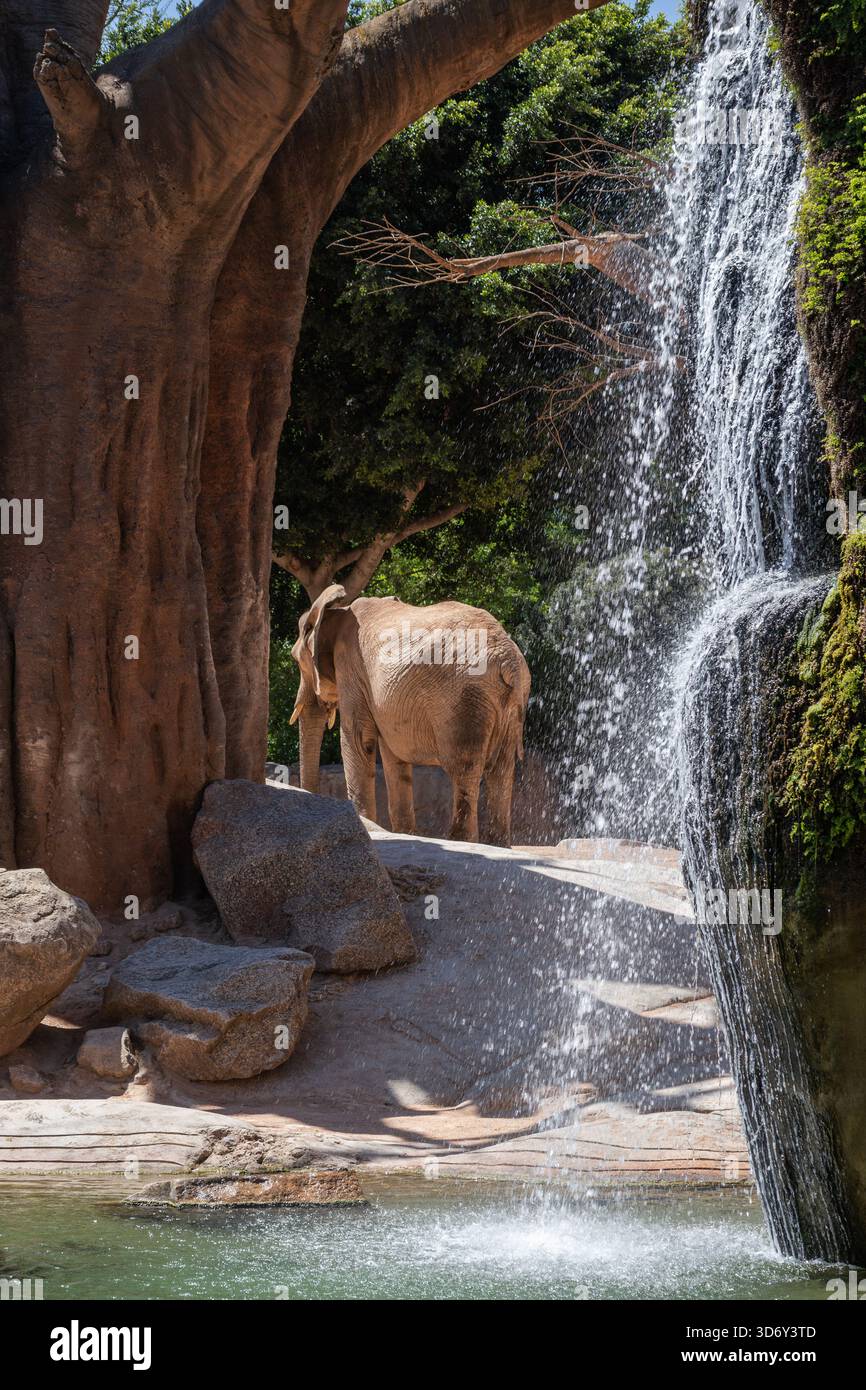 Valencia, Spanien - 18. April 2024: Afrikanischer Buschelefant mit Baum und künstlichem Wasserfall. Vertikales großes Tier mit Wasser im Valencianischen Bioparc. Stockfoto