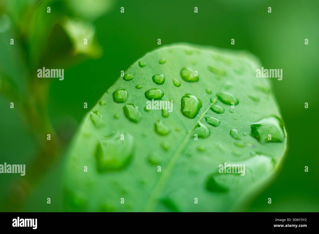 Pflanzlicher grüner natürlicher Hintergrund große Wassertropfen auf einem großen Blatt einer Blume Makrofotografie Stockfoto
