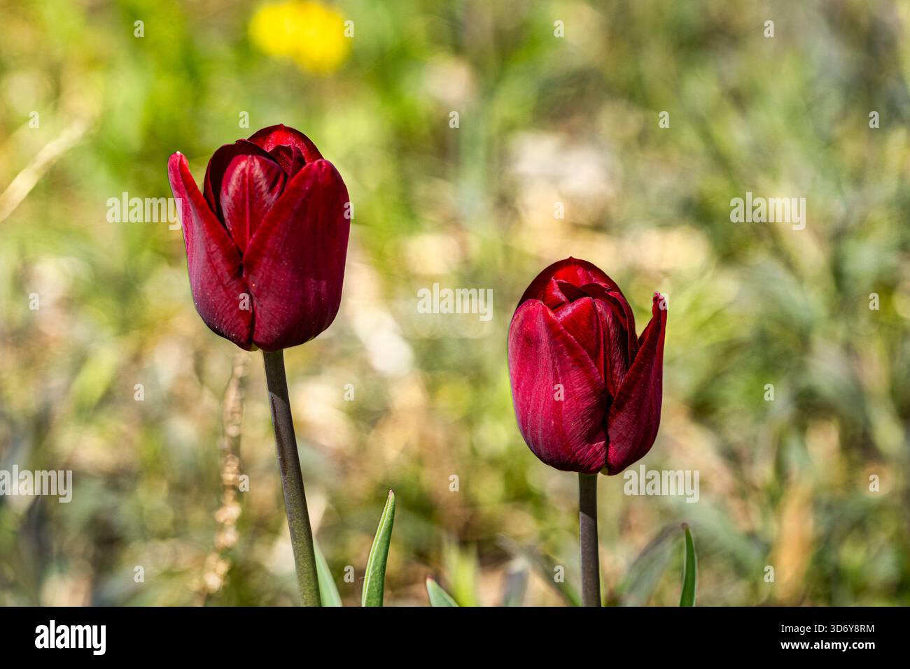 Das Bild zeigt zwei leuchtend rote Tulpen, die aufrecht auf einem Feld stehen. Die Tulpen haben dunkelgrüne Stiele und Blätter. Der Hintergrund ist weich, unscharf Stockfoto