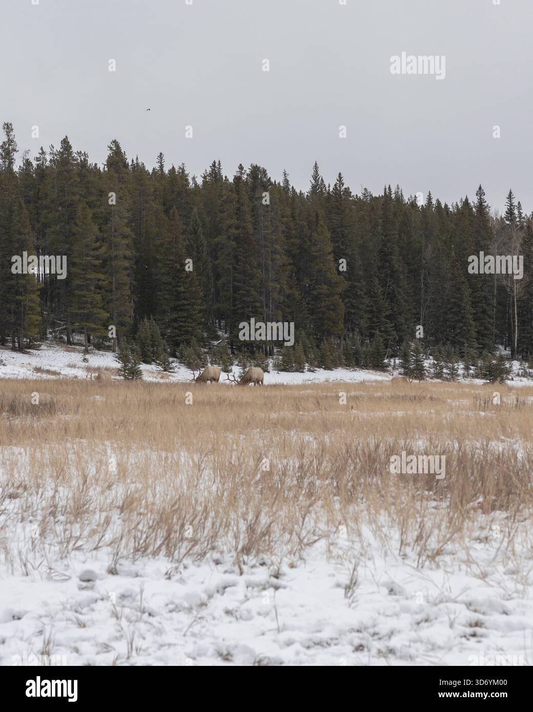 elk auf einem Feld in Alberta, Kanada Stockfoto
