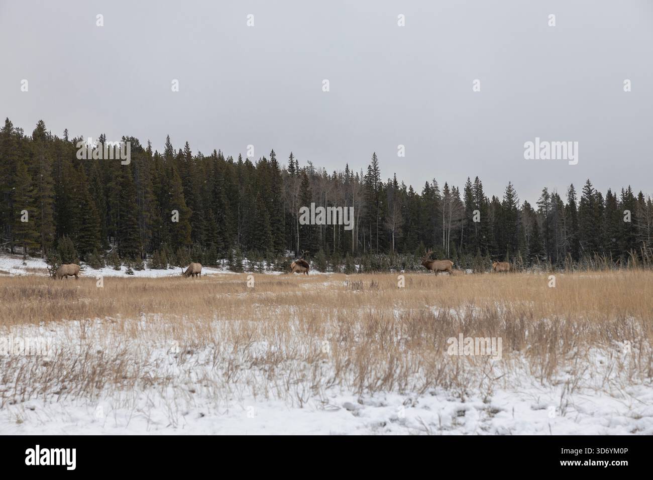elk auf einem Feld in Alberta, Kanada Stockfoto