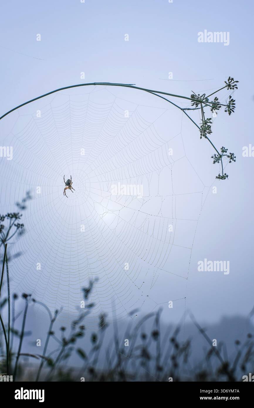Ein großes, zartes Spinnennetz mit einer Gartenspinne in der Mitte, an einem kalten, nebeligen Morgen, Tautropfen auf den Fäden des Spinnennetzes. Stockfoto