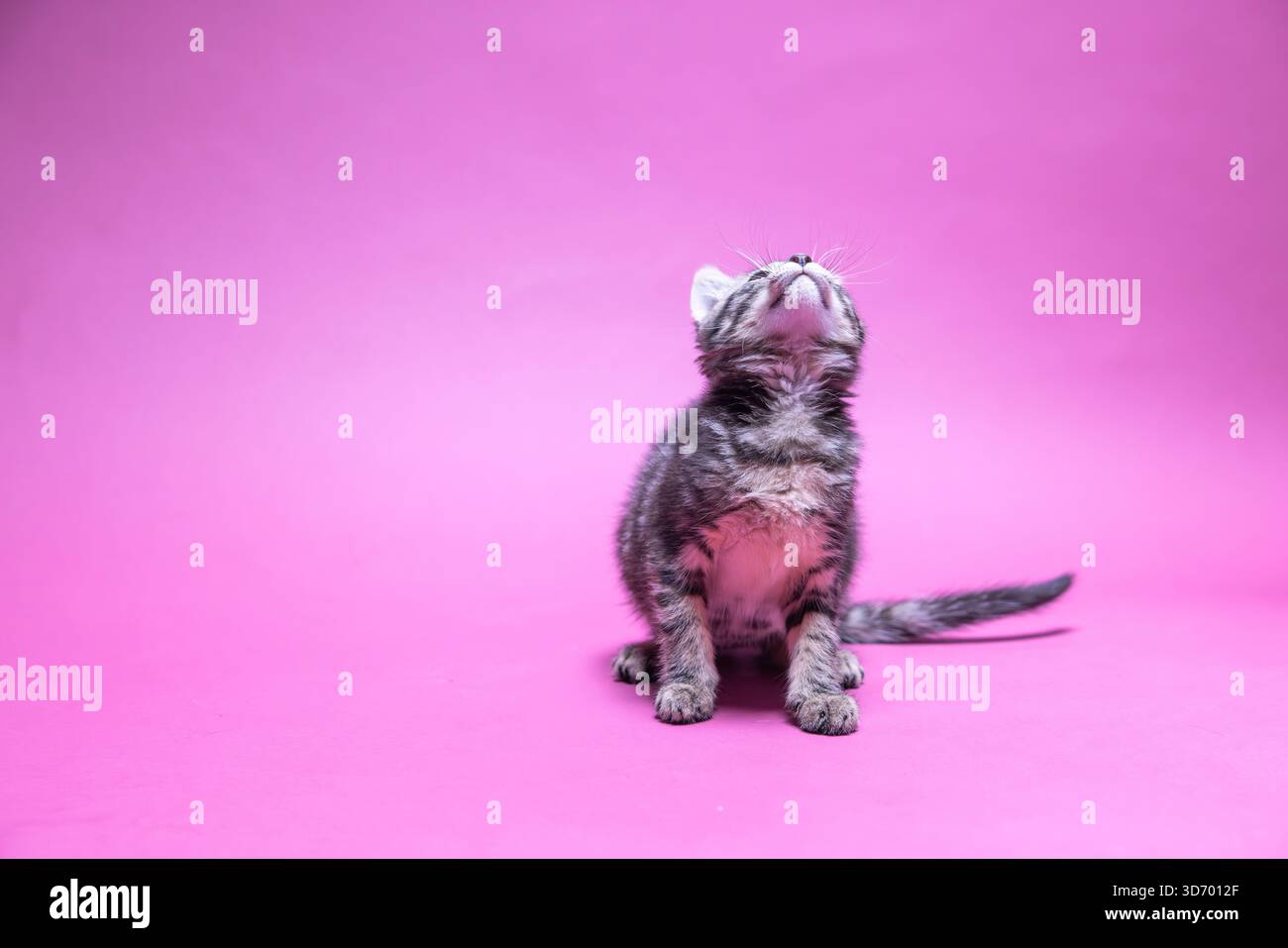 Kätzchen vor rosa Hintergrund Stockfoto