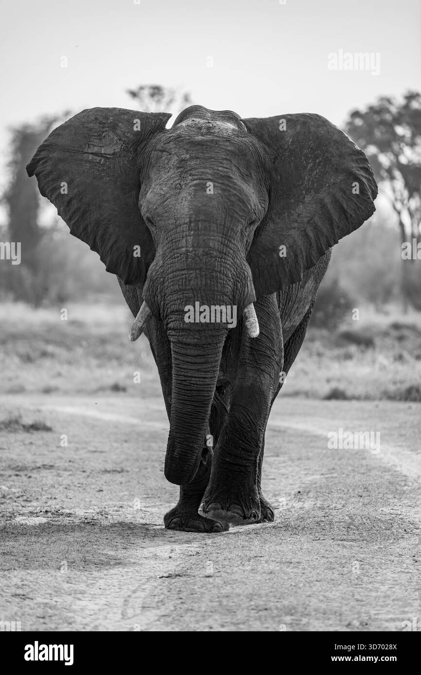 Schwarz-weiß, Frontalansicht, männlicher Elefant (Loxodonta africana), Xakanaxa, Moremi Game Reserve, Botswana Stockfoto