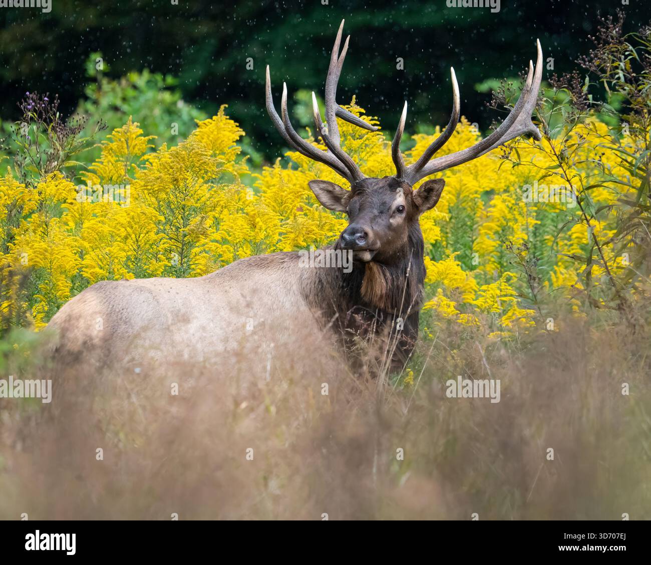 Dieser Bullenelch hält inmitten der schönen Spätsommer-Goldarte inne. Die Furche beginnt. Stockfoto