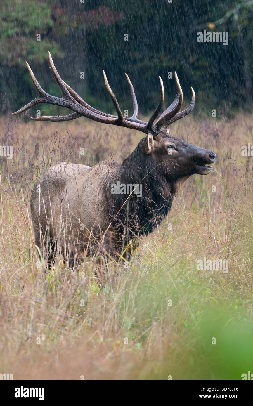 Ein Bullenelch, der im Regen steht. Stockfoto