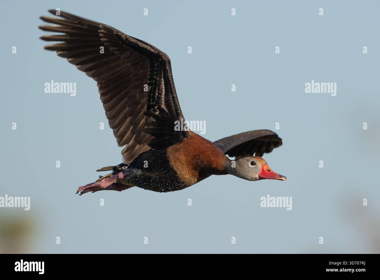 Eine schwarzbauchige pfeifende Ente fliegt Stockfoto