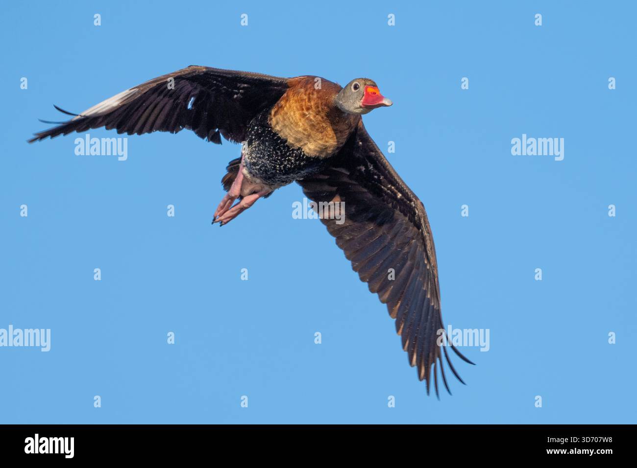 Eine schwarzbauchige pfeifende Ente fliegt Stockfoto