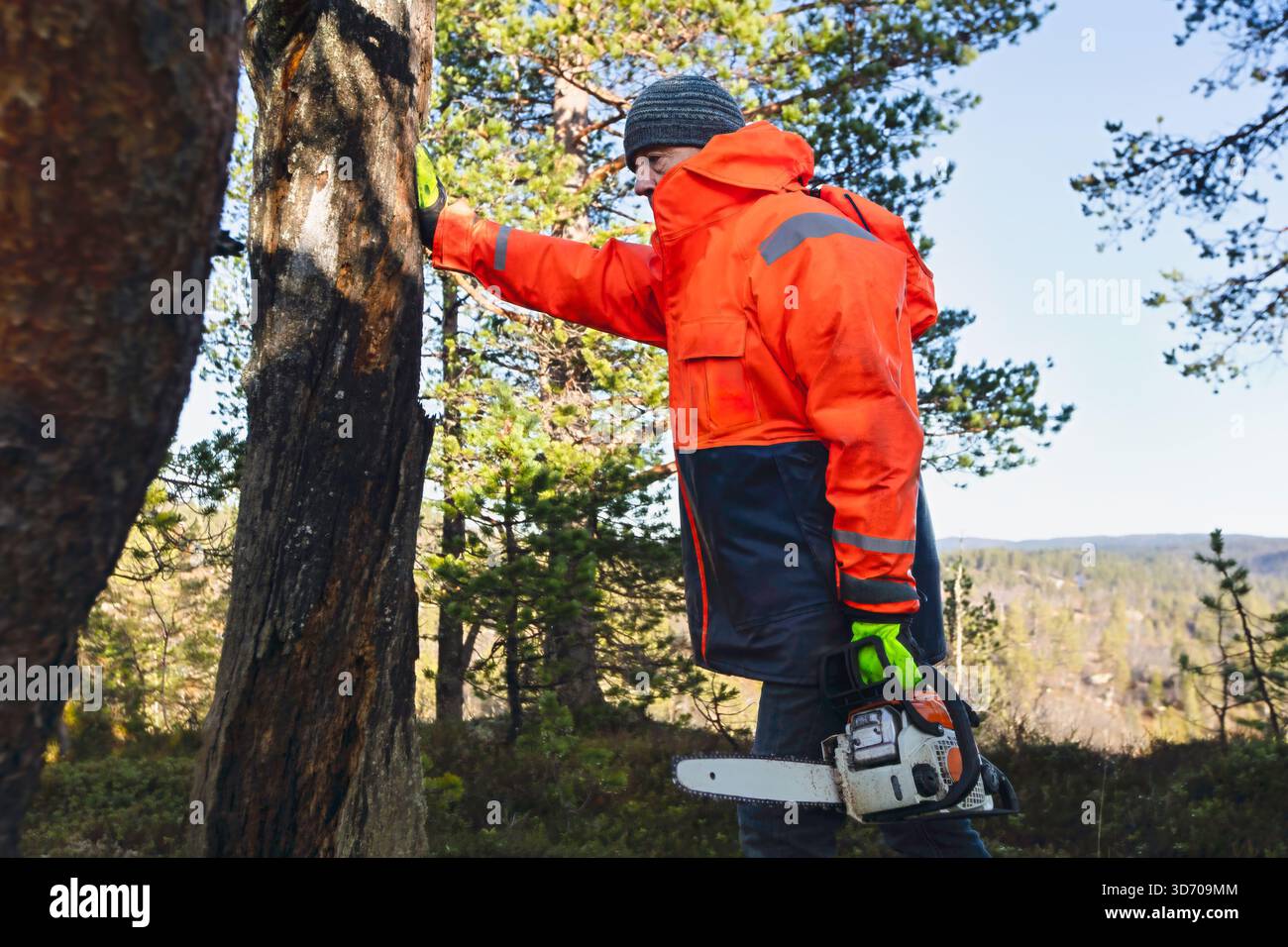Mann inspiziert einen beschädigten Baumstamm vor dem Schneiden, hält eine Motorsäge und überprüft den Winkel mit ruhiger Aufmerksamkeit bei hellem Waldlicht. Kopierbereich. Stockfoto