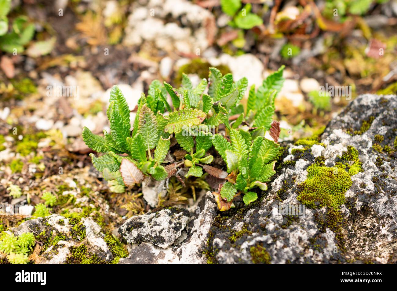 Saint Gallen, Schweiz, 30. Juli 2025 Dryas Octopetala oder Bergavens Pflanzen im botanischen Garten Stockfoto